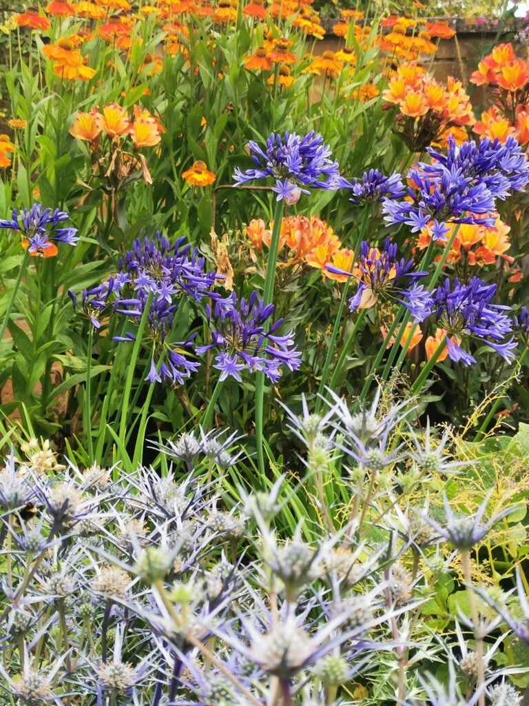 August colour from agapanthus, alstroemeria and eryngium.