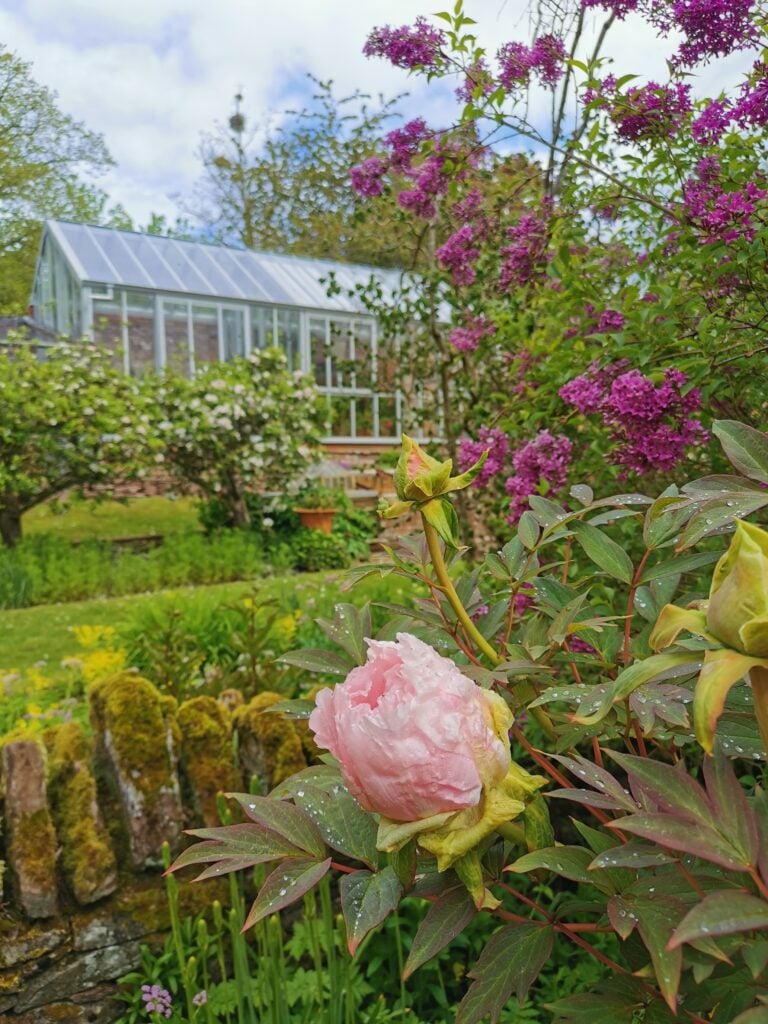 Tree peonies and lilac are highlights of late May and early June