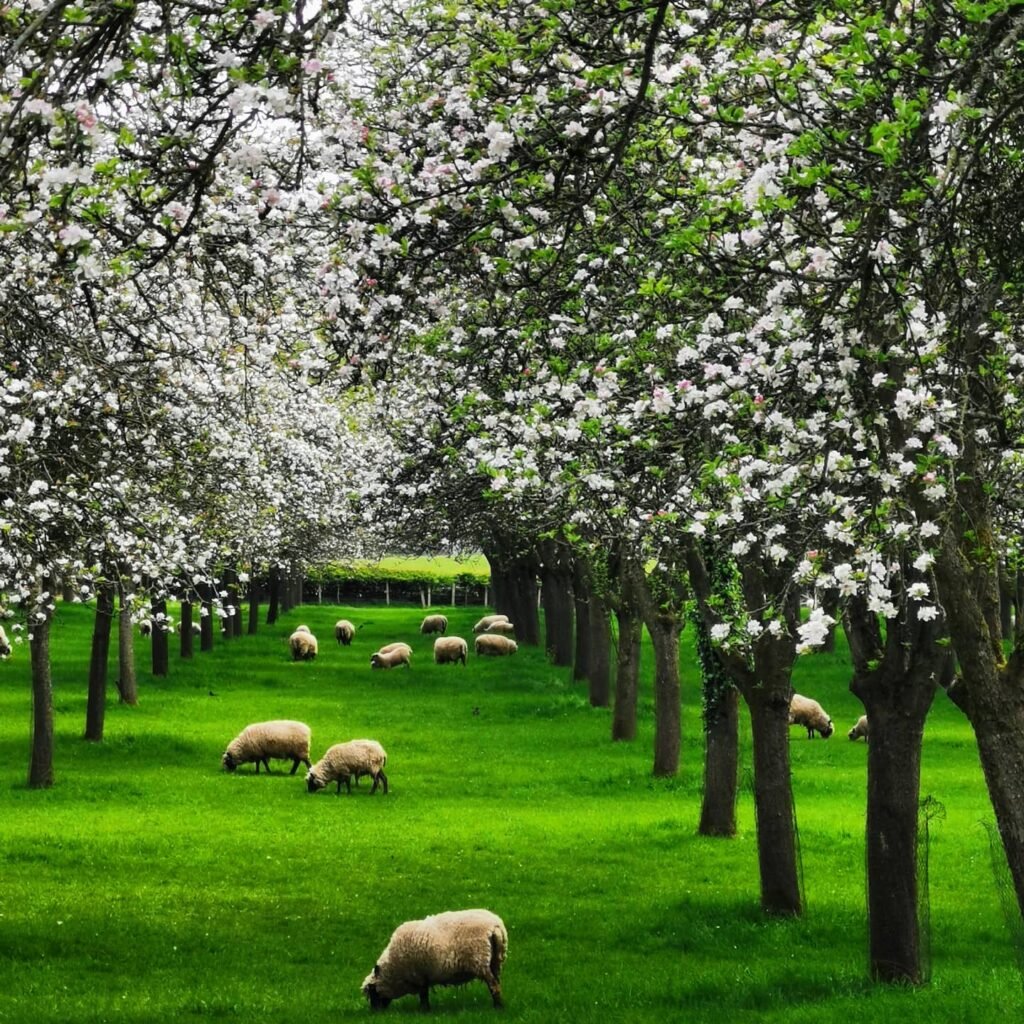 Enjoy a view of our cider orchard. Planted in 1974