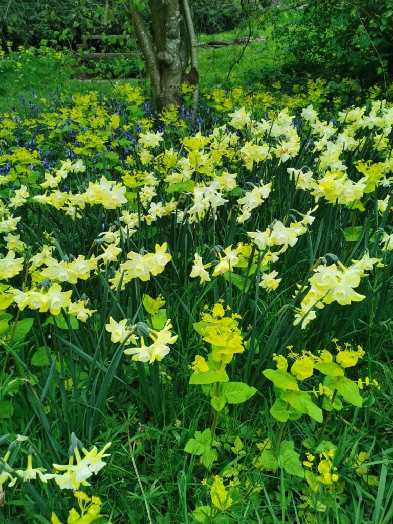 Visit in spring to enjoy the wide range of early flowerers. Blue bells, narcissus and smyrnium in The Dingle.