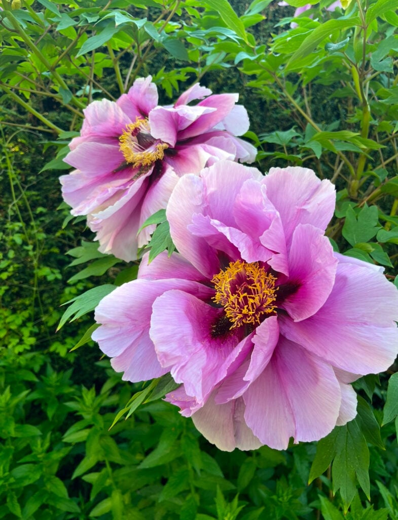 Spectacular tree peonies