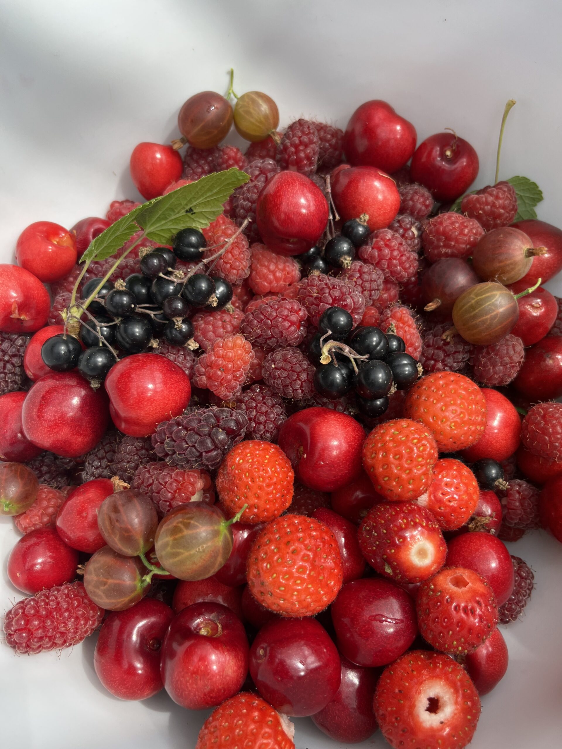 Fruit from the garden in late June