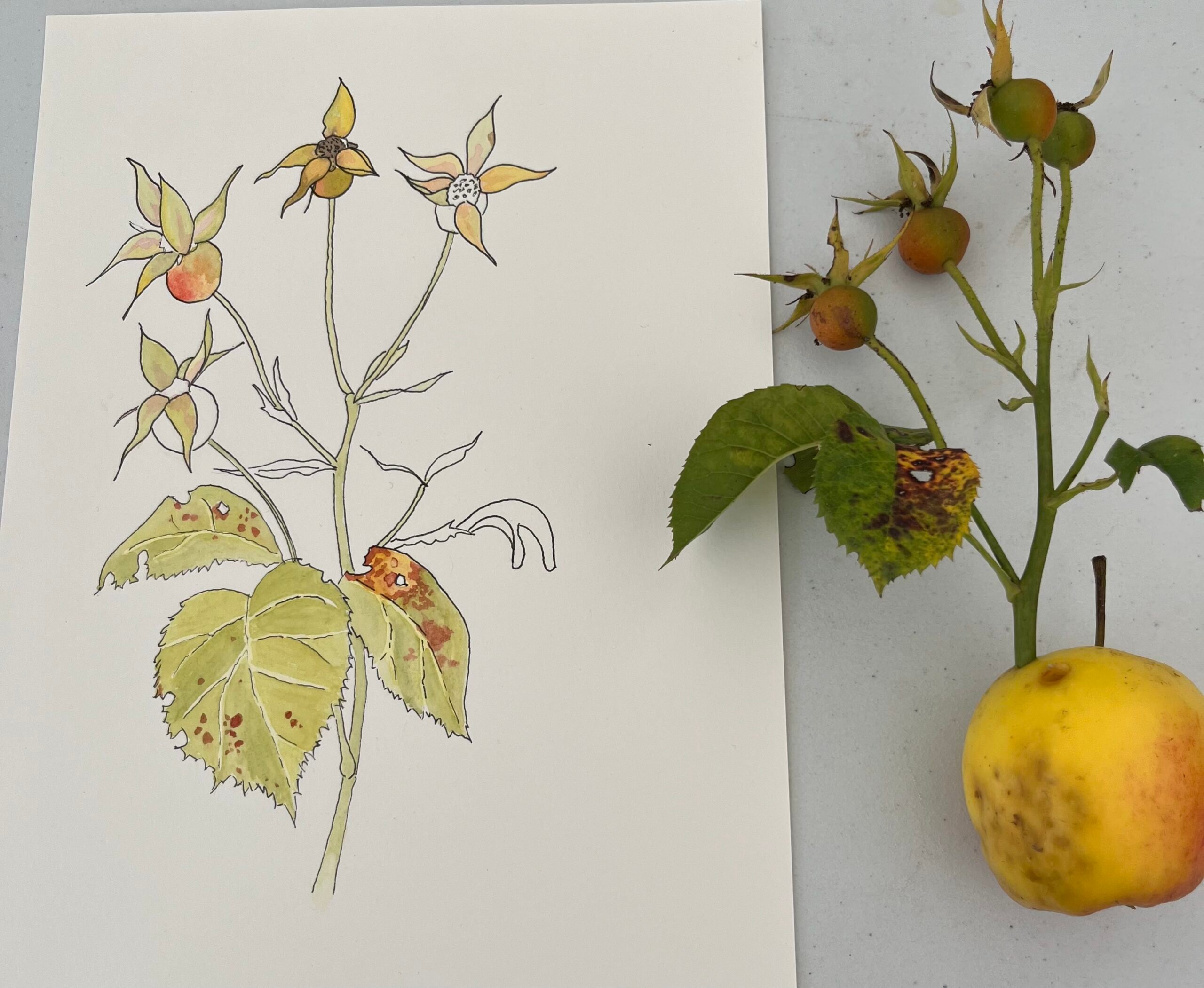 Botanical Painting Workshop